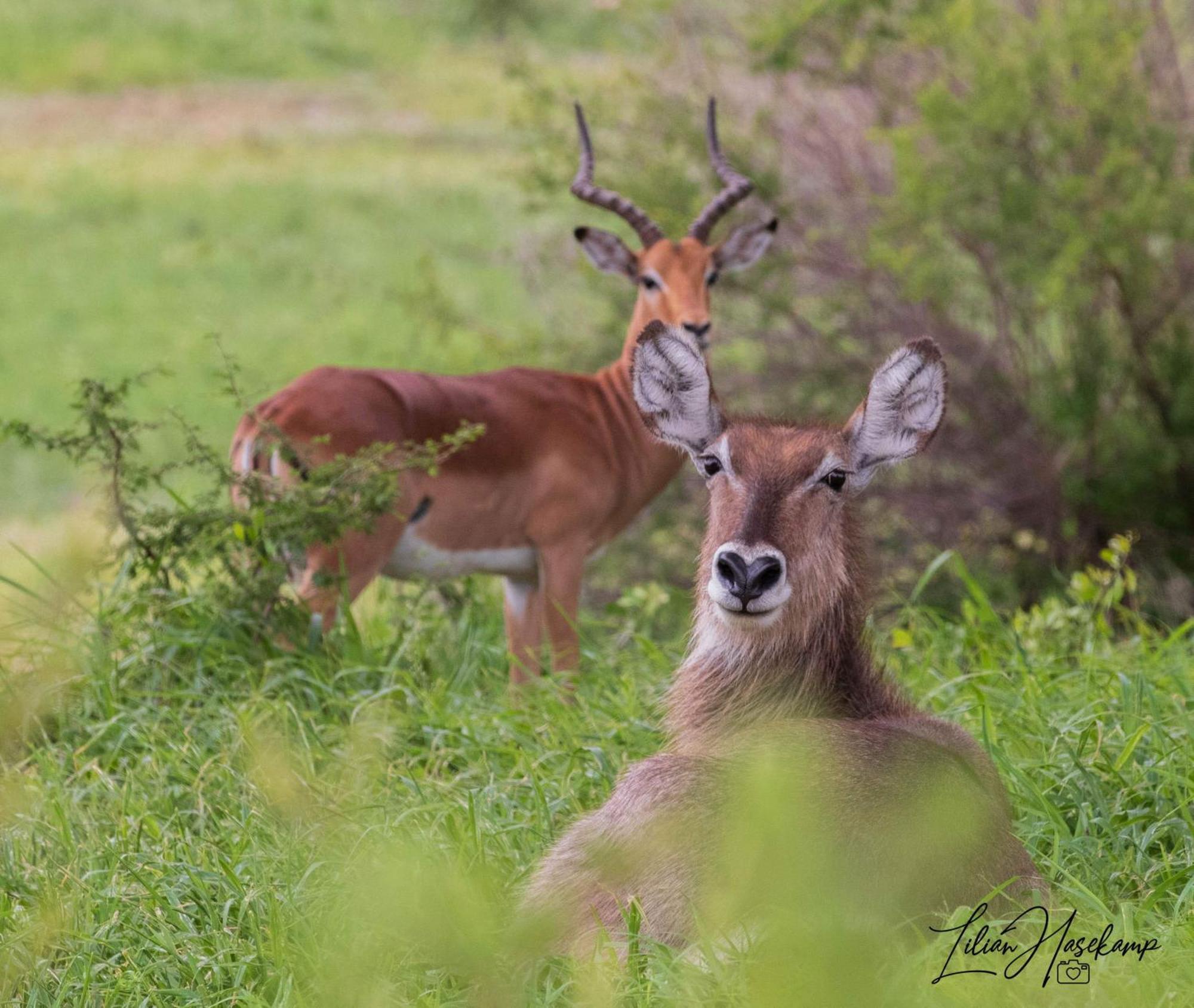 Hasekamp Family Bush Lodge โฮดสปรูท ภายนอก รูปภาพ