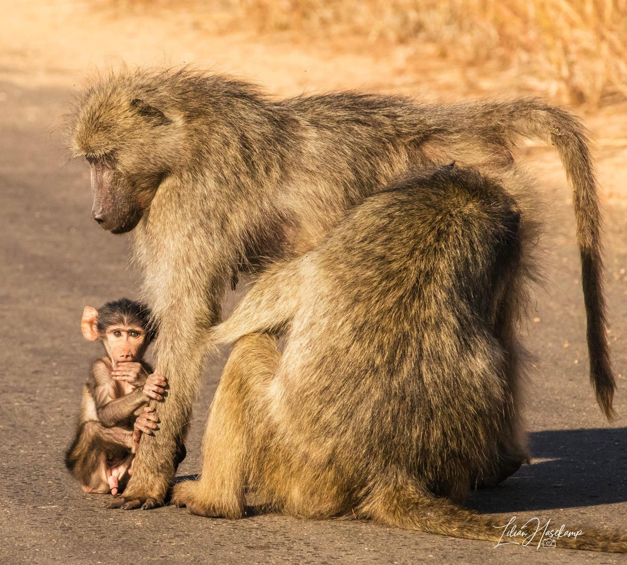 Hasekamp Family Bush Lodge โฮดสปรูท ภายนอก รูปภาพ